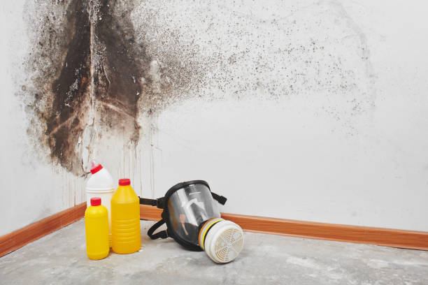 Best Industrial Mold Remediation in Foley, MN
