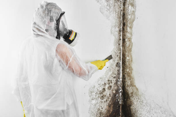 Best Basement Mold Remediation in Foley, MN