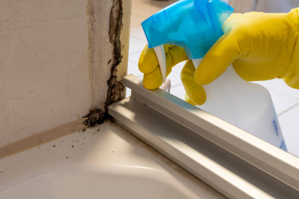 Best DIY Mold Remediation Support Services in Foley, MN