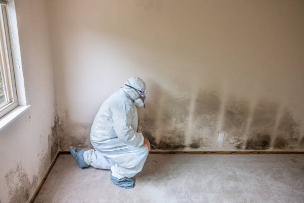 Foley, MN Mold Remediation Company