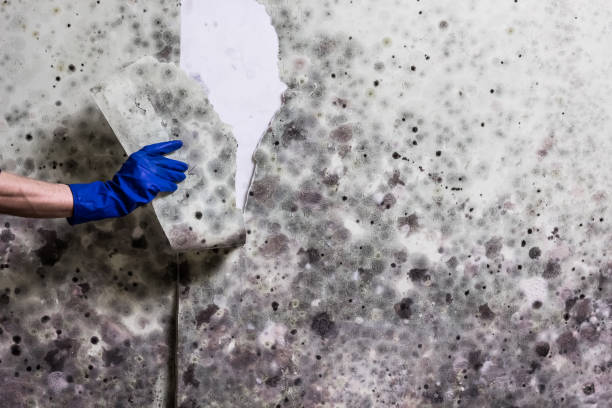 Best Health and Safety Mold Remediation in Foley, MN